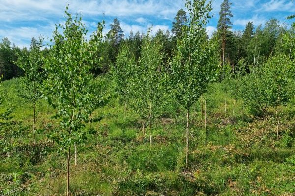 : Muutaman metrin korkuisia ohuita, nuoria koivuja täydessä lehdessä. Koivujen alaosa on oksaton. 