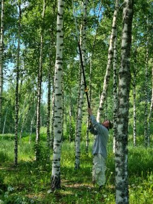 Suurten koivujen välissä seisoo mies, joka kurkottaa pitkävartisella oksasahalla korkealle koivun rungolle. 