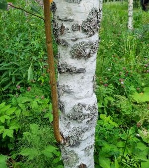 Muhkurainen, valkorunkoinen koivu seisoo vihreässä putkilokasvustossa. Matalalta rungosta kasvaa suoraan ylöspäin nuori, paksuhko ruskeapintainen oksa. 