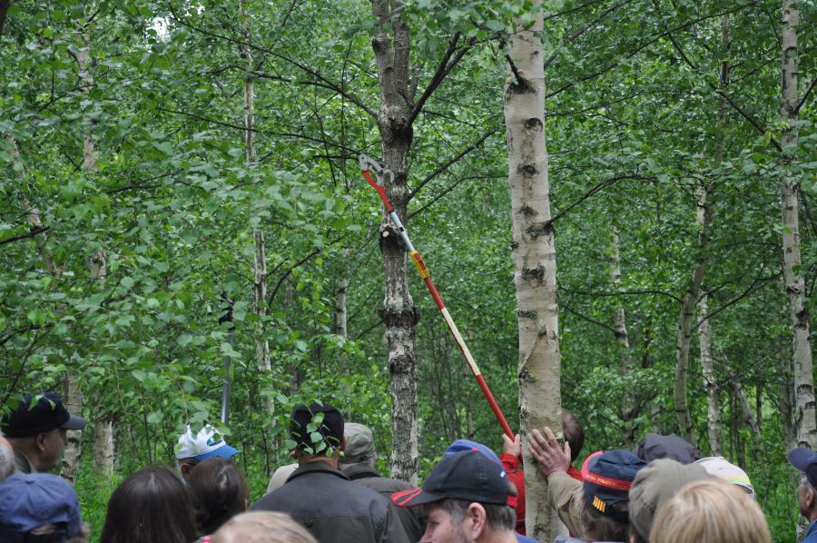 Korkean koivikon etualalla on kaksi koivua, joista harmaapintaisen, muhkuraisen rungon yläosan oksia karsitaan punaisella pitkävartisella leikkurilla. Joukko ihmisiä seuraa tapahtumaa. 