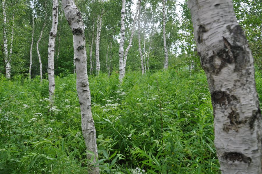 Maapohjassa kasvaa runsaasti valkokukkaisia putkilokasveja. Muhkurarunkoinen, karsittu koivikko kasvaa korkeana sen yllä. 