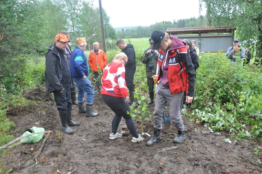 : Nuori nainen ja nuori mies istuttavat koivuntainta multaiseen peltomaahan. He tallovat maata taimen ympärillä useiden henkilöiden katsellessa