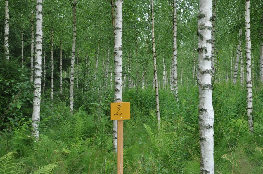Vihreän saniaiskasvuston yläpuolella on nuoria, muhkuraisia valkotuohisia koivuja. Puiden alaoksat on karsittu kuvassa näkyvältä alueelta. 