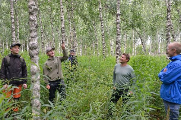 Neljä iloista miestä seisoo korkeassa heinikossa muhkurarunkoisten visakoivujen ympäröiminä