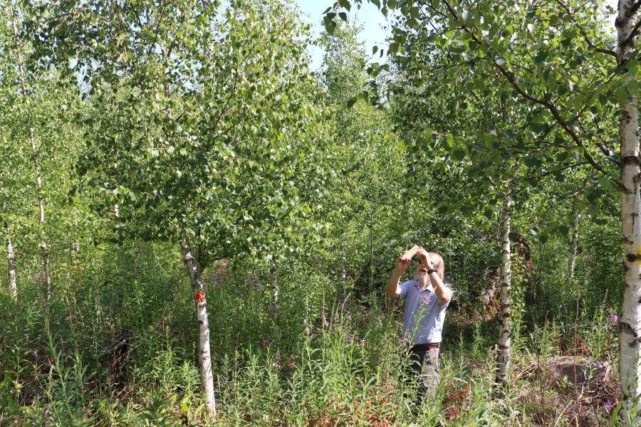Nuoria koivuja, joiden alaoksat on karsittu muutaman metrin korkeudelle asti. Mies on kuvaamassa yhtä koivua. 