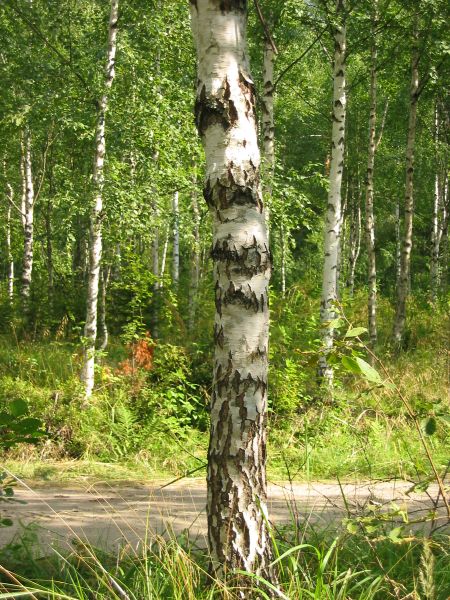 Hiekkatien edessä, heinäisessä metsässä, kasvaa hiukan iso vino koivu, jonka tuohessa on paljon mustia pystyraitoja. 