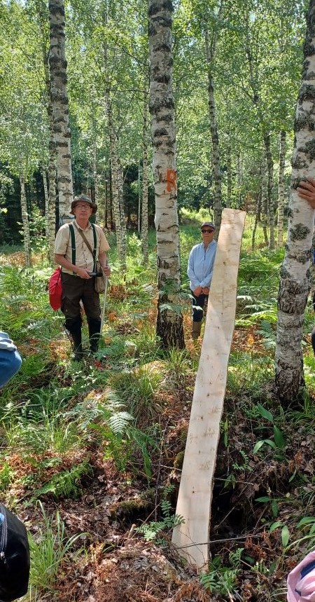 Suurten koivujen keskellä seisoo muutama mies. Yksi heistä pitää kiinni pitkästä koivulaudasta. Yhden kasvavan puun kyljessä näkyy oranssilla maalattu R. 