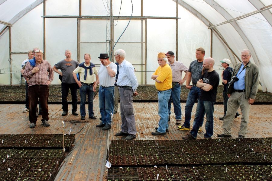 Tusinan verran miehiä katselee suuren kaarikasvihuoneen lattialla olevia taimipotteja