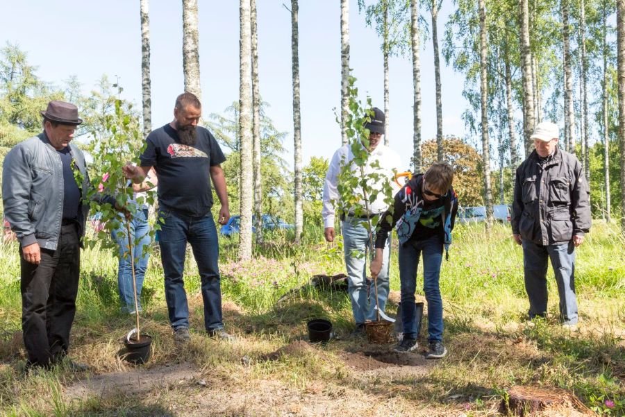 Suureksi kasvaneen koivikon edessä neljä aikuista miestä katsoo, kun nuori poika laittaa koivuntainta istutuskuoppaan. 