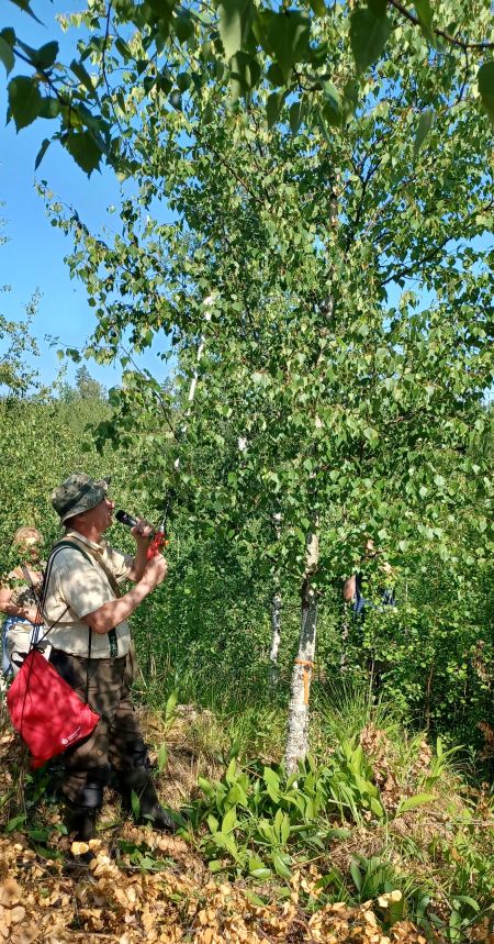 Hattupäinen mies pitää kädessään mikrofonia ja sahaa samalla nuoren koivun yläosasta oksaa. 