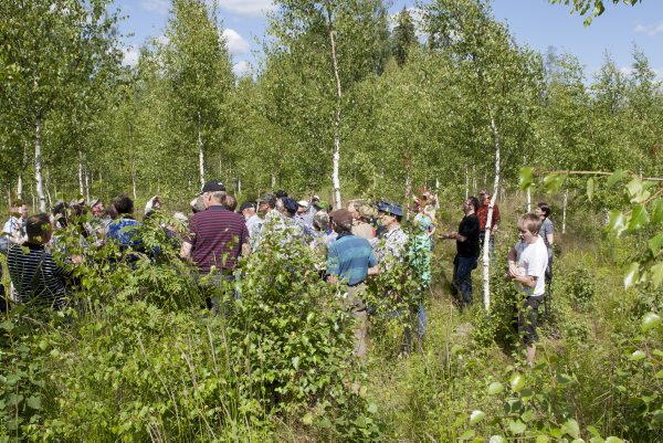 Auringonpaisteisessa koivikossa miesjoukko seisoo selin kameraan. Karsittujen visakoivujen rungot erottuvat valkeina korkealle päiden yläpuolelle. 