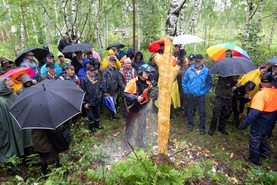 Keskellä kuvaa kypäräpäinen mies käyttää moottorisahaa poistaessaan kuorta pystyssä olevasta puusta. Väkijoukko ympärillä on avannut useita sateenvarjoja.