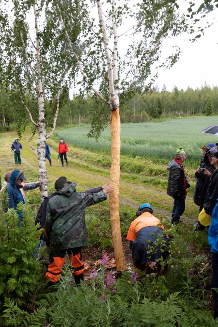 Vihreän viljapellon vieressä kasvaa muutama nuori visakoivu, joista on oksat karsittu neljän metrin korkeuteen. Yksi koivuista on kuorittu ja ihmiset tunnustelevat sitä käsin.